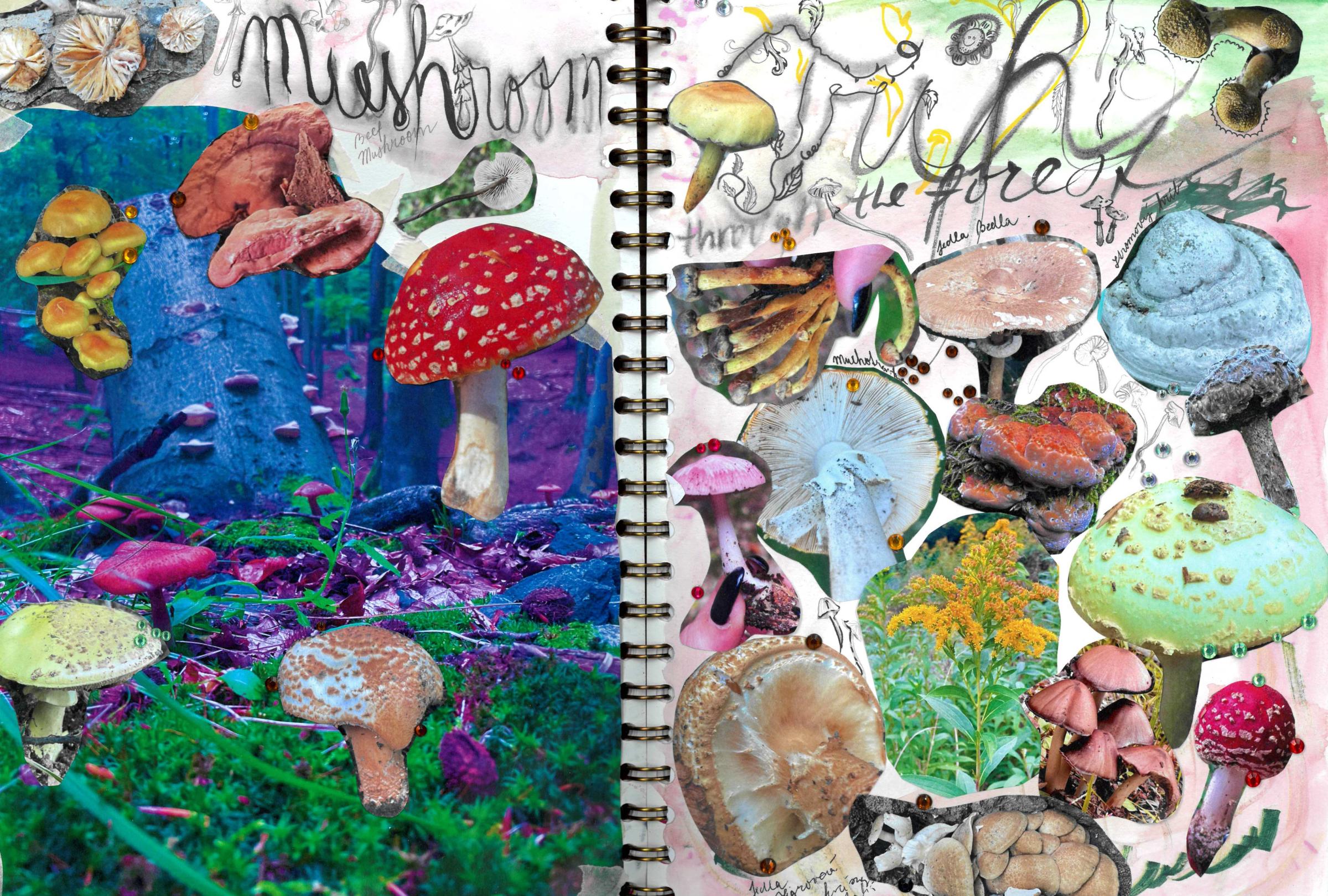 Two pages of a notebook with colorful illustrations of mushrooms and text.