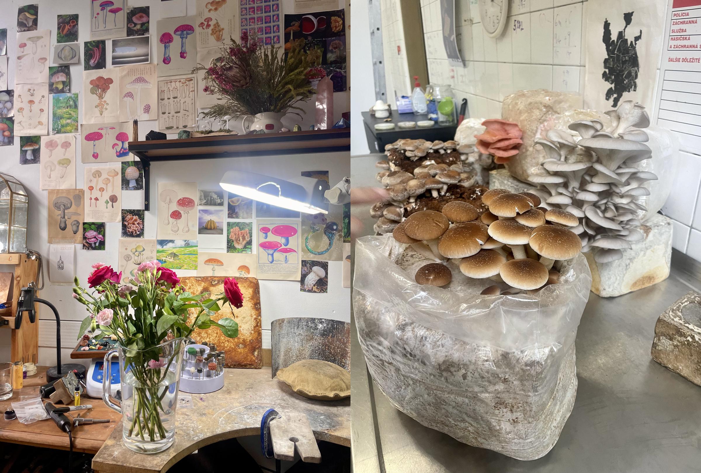 Two images: one of a room with floral arrangements and wall decorations, and another of mushrooms growing on a rock.
